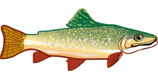 Trout Fish Nature Stickdatei