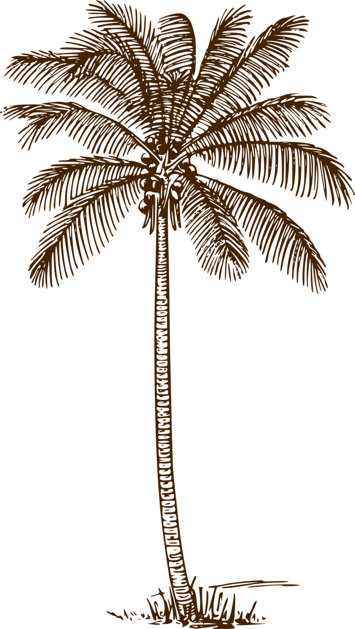 Palm tree Coconut palm Palm Stickdatei – Natur
