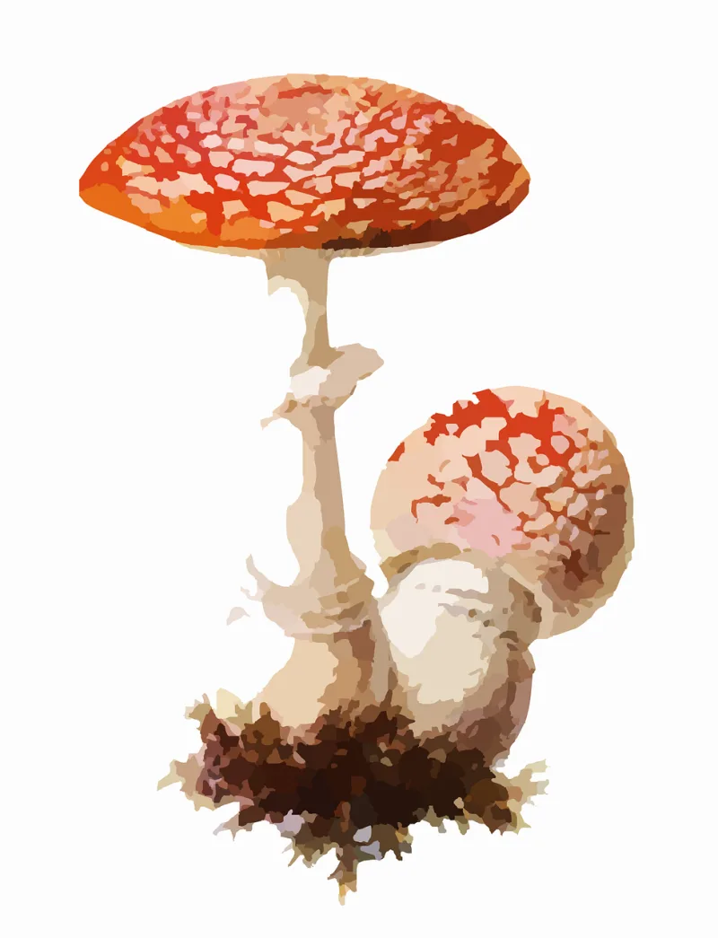 Fly agaric Mushroom Poisonous Stickdatei – Natur
