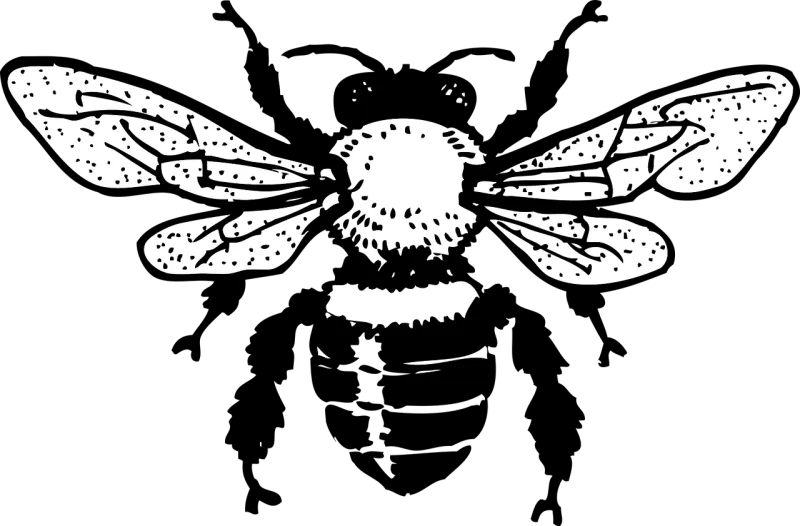 Honey bee Insect Drawing Stickdatei – Tiere