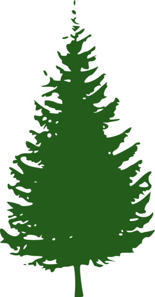 Fir tree Conifer Nature Stickdatei