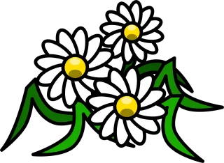 Flowers Beautiful flowers Daisy Stickdatei
