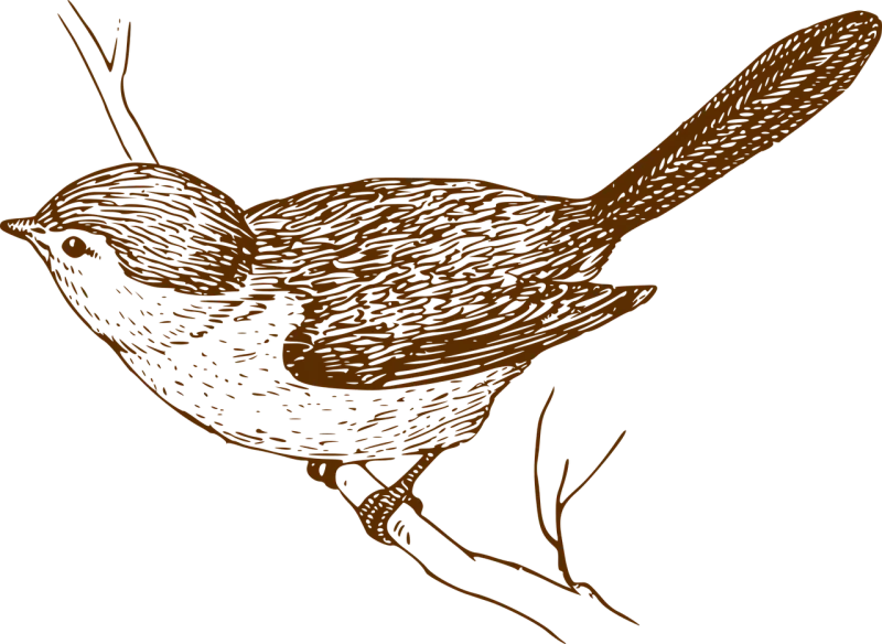 Bird Songbird Branch Stickdatei – Natur