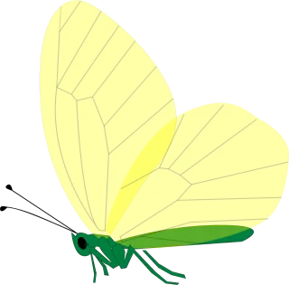 Butterfly Green Yellow Stickdatei