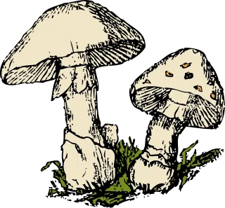 Mushrooms Two Beige Stickdatei
