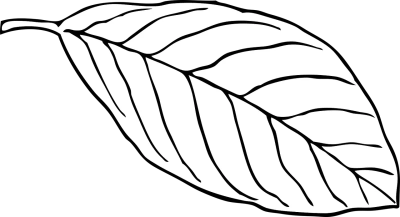 Leaf White Nature Stickdatei – Natur