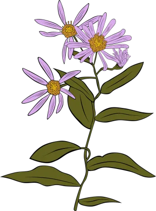 Coneflower Echinacea Aster Stickdatei