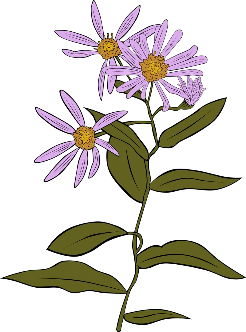 Coneflower Echinacea Aster Stickdatei – Blumen