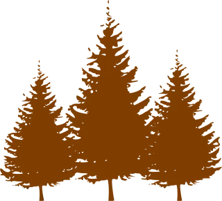 Trees Conifers Brown Stickdatei