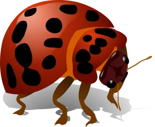 Ladybug Bug Insect Stickdatei