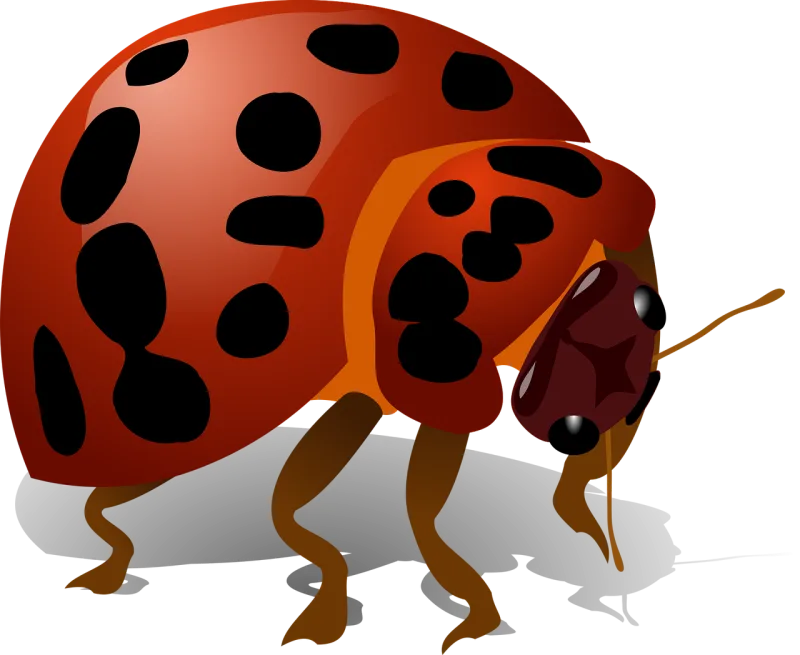 Ladybug Bug Insect Stickdatei – Tiere