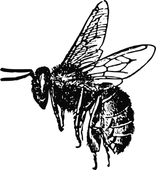 Bee Insect Drawing Stickdatei
