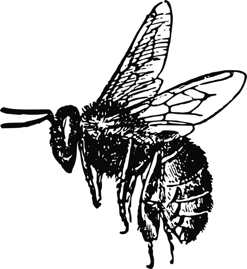 Bee Insect Drawing Stickdatei – Tiere