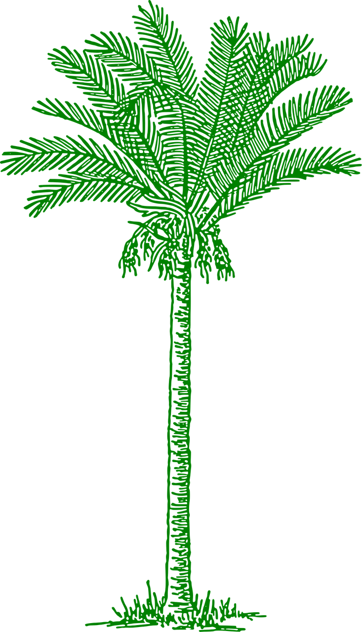 Palmtree Leaves Beach Stickdatei – Natur