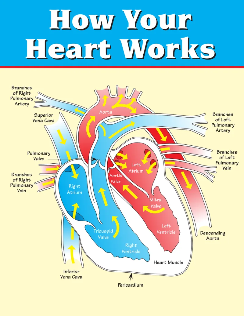 Vertical Heart Inner structure heart Stickdatei – Herzen & Liebe