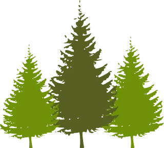 Trees Forest Conifer nature Stickdatei