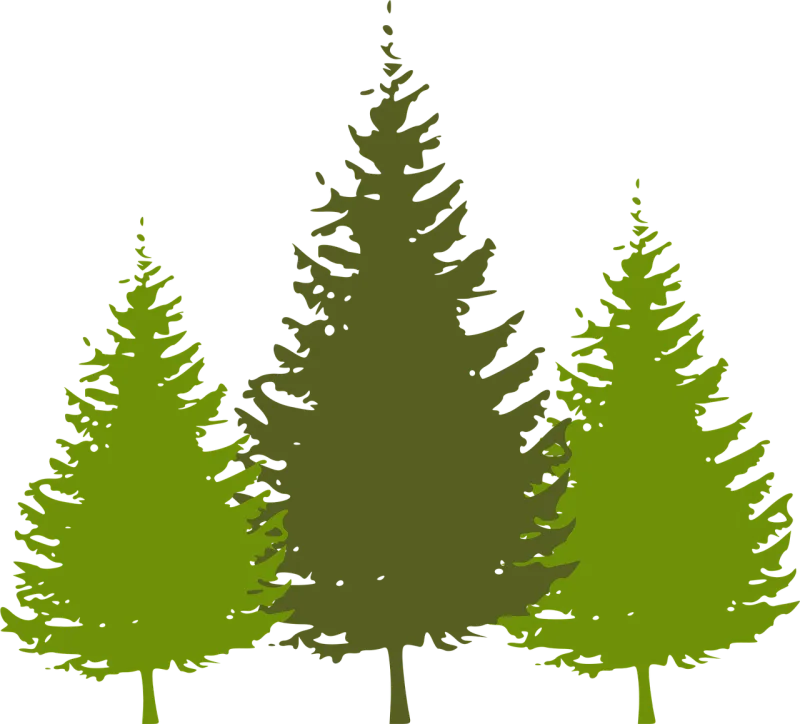 Trees Forest Conifer nature Stickdatei – Natur