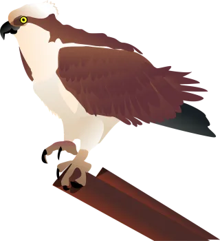 Hawk Osprey Falcon Stickdatei