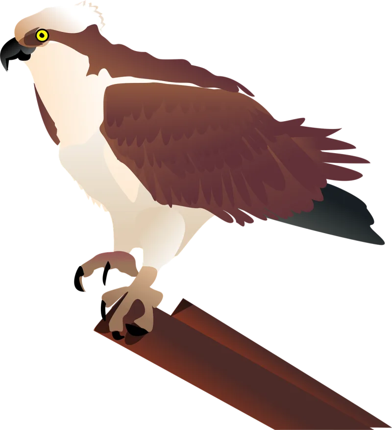 Hawk Osprey Falcon Stickdatei – Tiere