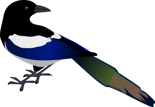 Magpie Bird Wildlife Stickdatei