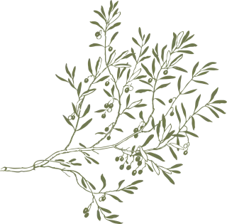 Branch Olive Leaves Stickdatei
