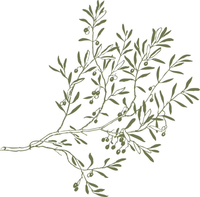 Branch Olive Leaves Stickdatei – Essen & Trinken