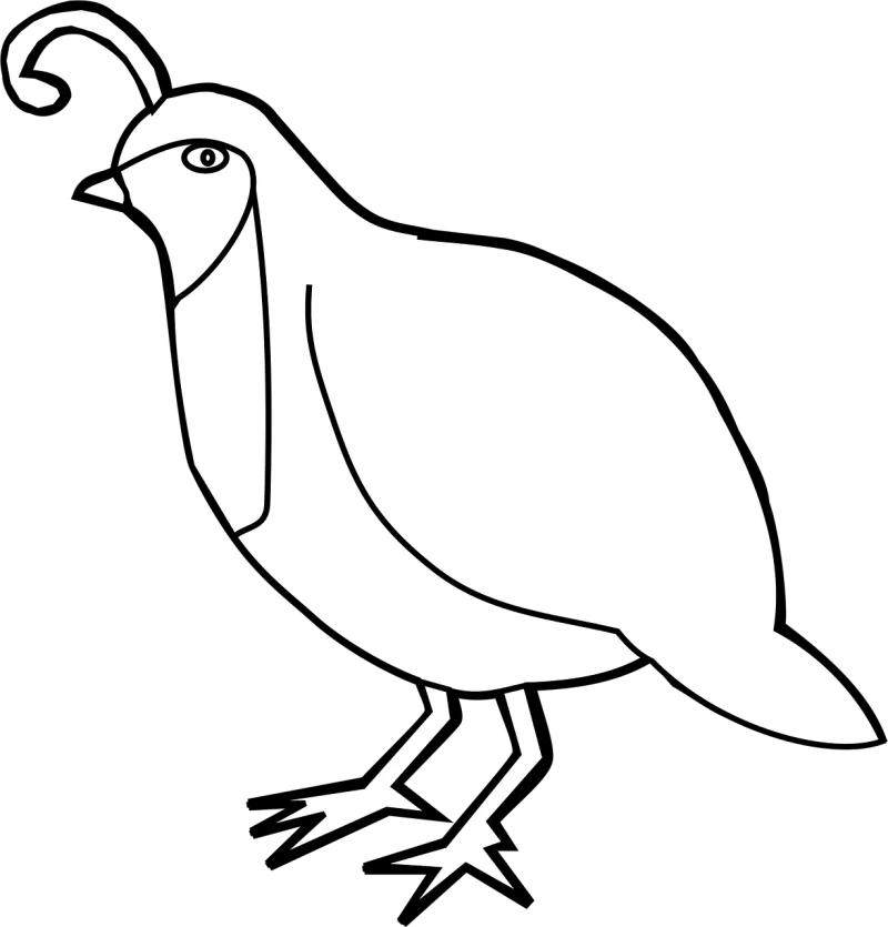 Quail Birds Poultry Stickdatei – Tiere