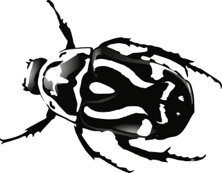 Beetle Bug Black Stickdatei