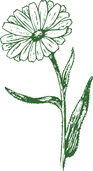 Marguerite Flower Flower background Stickdatei
