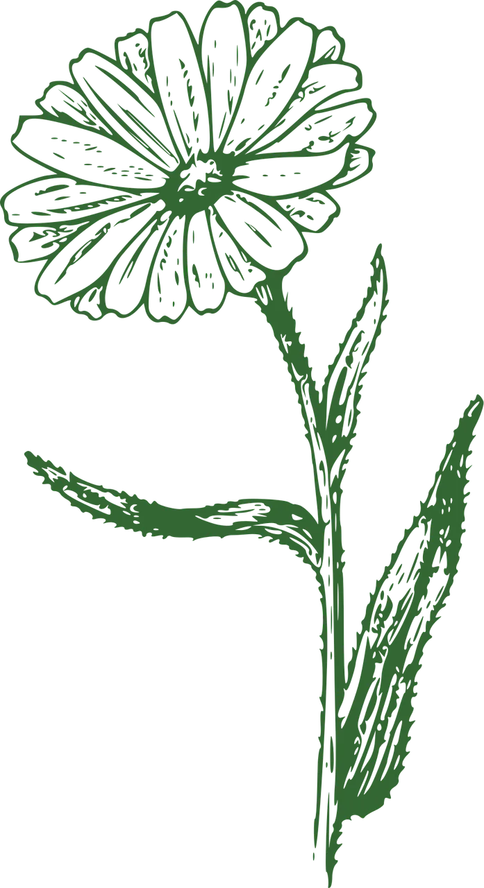 Marguerite Flower Flower background Stickdatei – Blumen