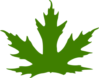Leaf Maple leaf Maple Stickdatei