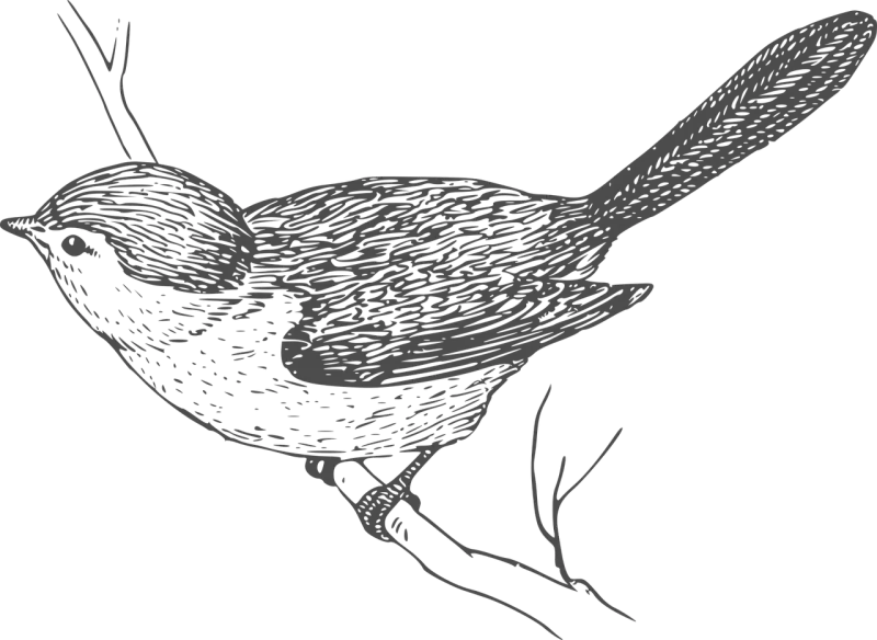 Bird Perching Branch Stickdatei – Natur