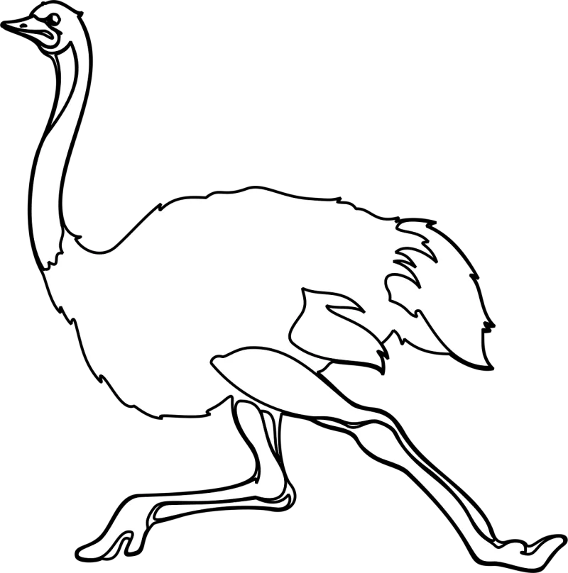 Ostrich Bird Animal Stickdatei – Natur
