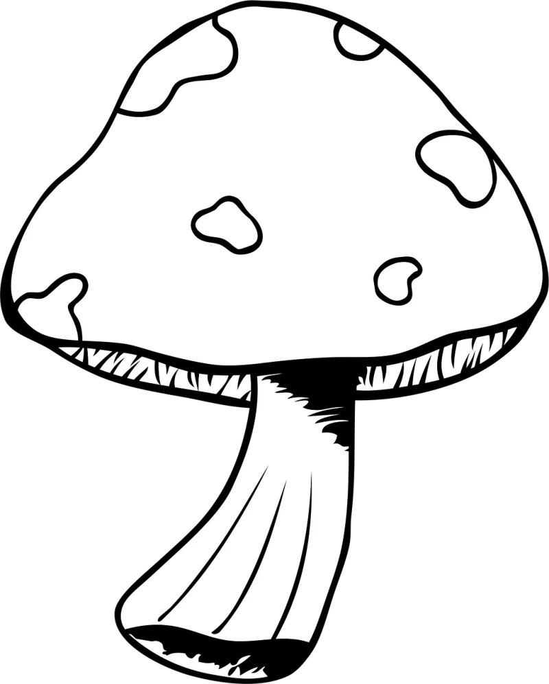 Mushroom Toadstool Undergrowth Stickdatei – Natur
