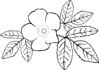 Rosa Flower background Rose flower Stickdatei