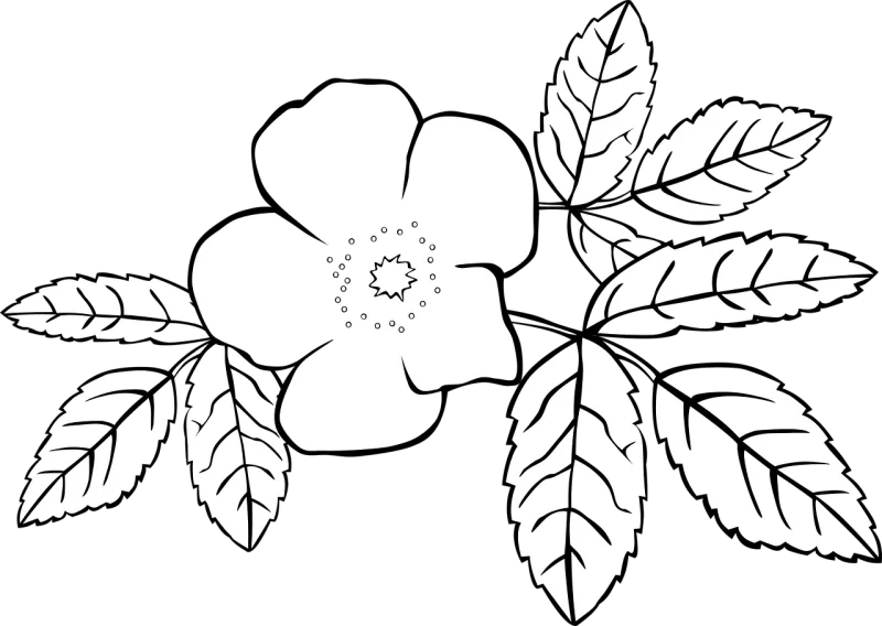 Rosa Flower background Rose flower Stickdatei – Blumen
