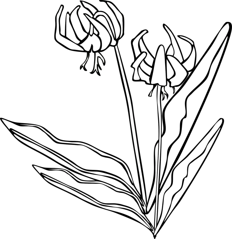 Plant Flowers Black and white Stickdatei – Blumen