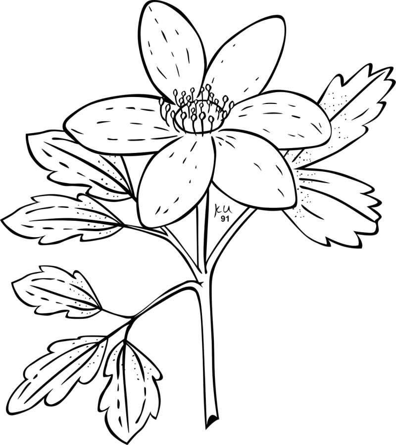 Anemone Flower Flower wallpaper Stickdatei – Blumen