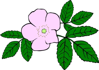 Rosa Rose Rose flower Stickdatei