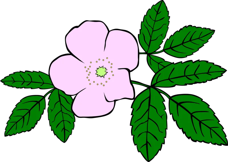 Rosa Rose Rose flower Stickdatei – Blumen