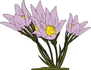 Anemone Flowers Flower background Stickdatei – Blumen