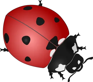 Ladybug Insect Beetle Stickdatei