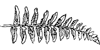 Fern Branch Leaf Stickdatei – Natur
