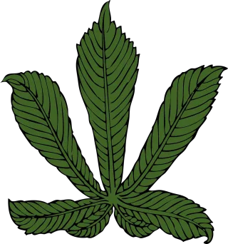 Chestnut Leaf American chestnut Stickdatei