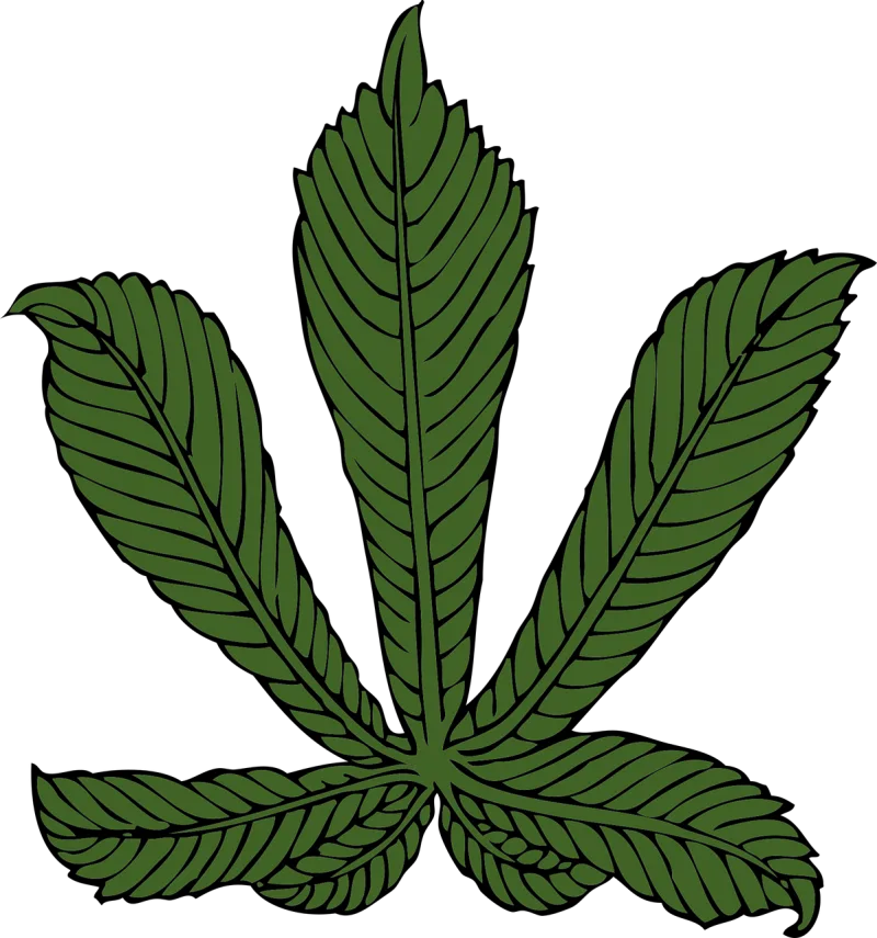 Chestnut Leaf American chestnut Stickdatei – Natur