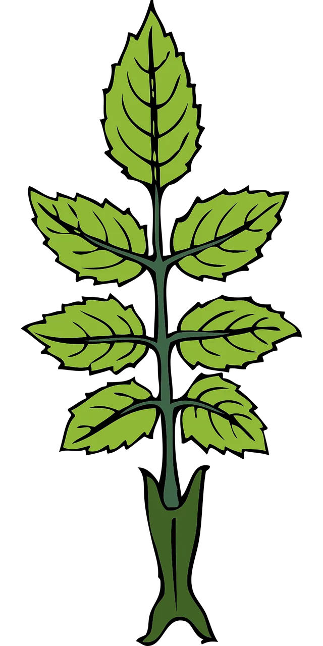 Mint Herb Leaves Stickdatei – Natur