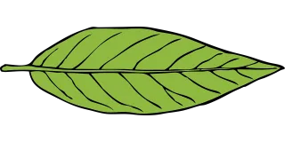 Leaf Green Nature Stickdatei