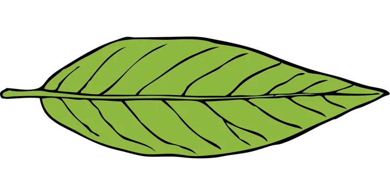 Leaf Green Nature Stickdatei – Natur
