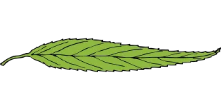 Green Leaf Fallen leaf Stickdatei