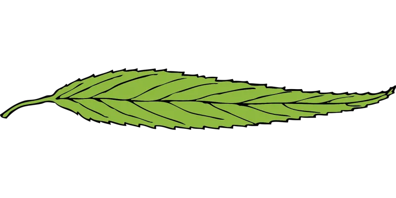 Green Leaf Fallen leaf Stickdatei – Natur